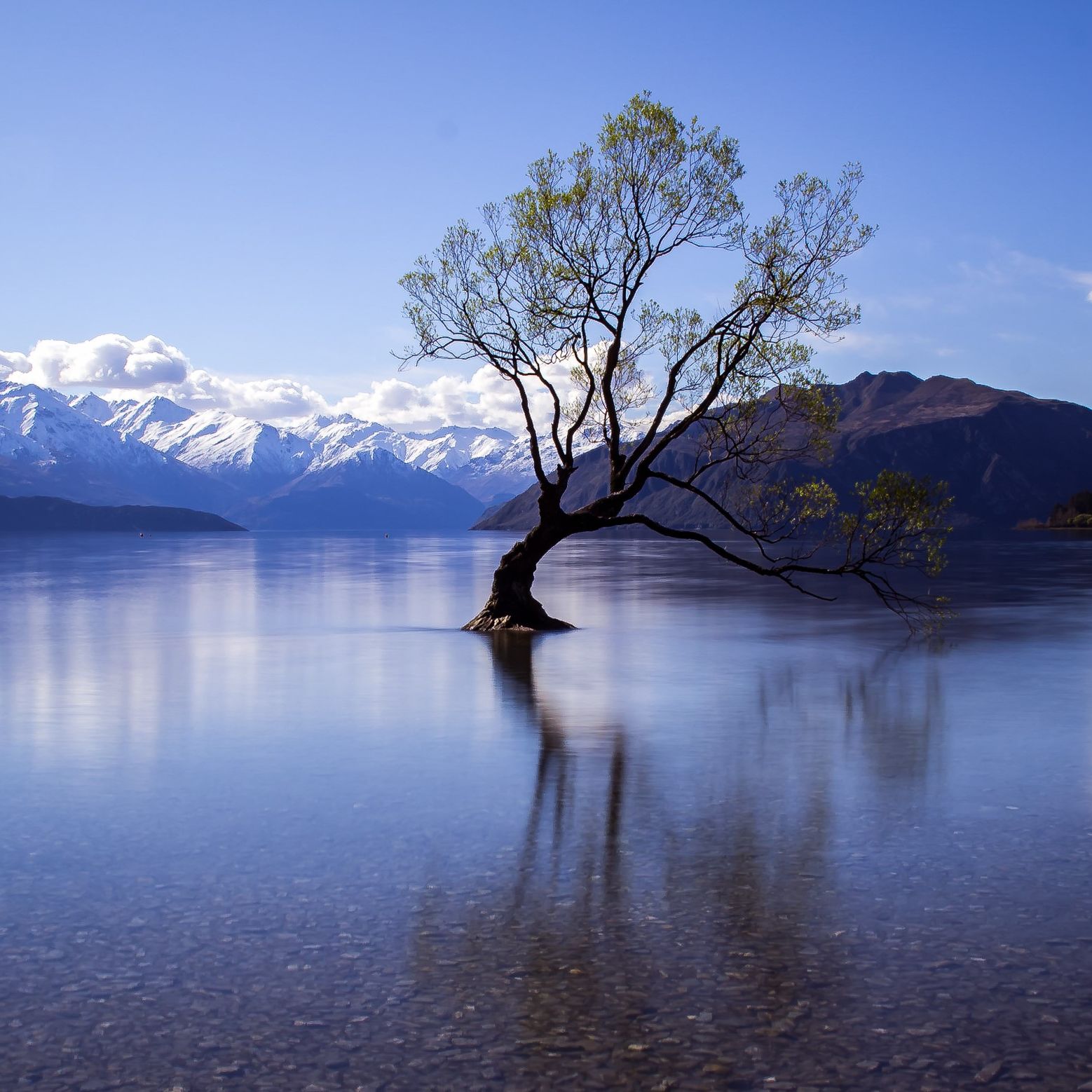 William Ngo | Gengen