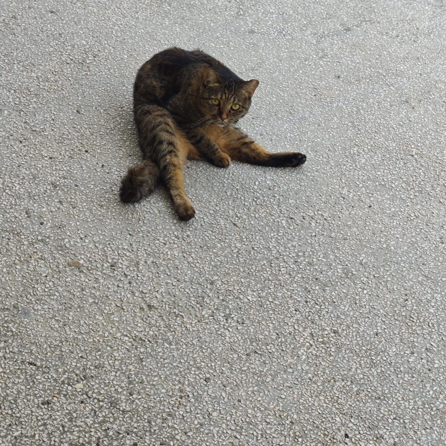 Hock Soon Teo | Gengen