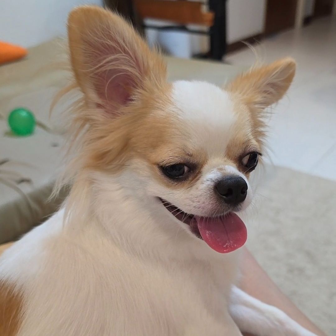 Seline Chen | Gengen